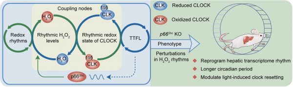 創工快報 66期 02
