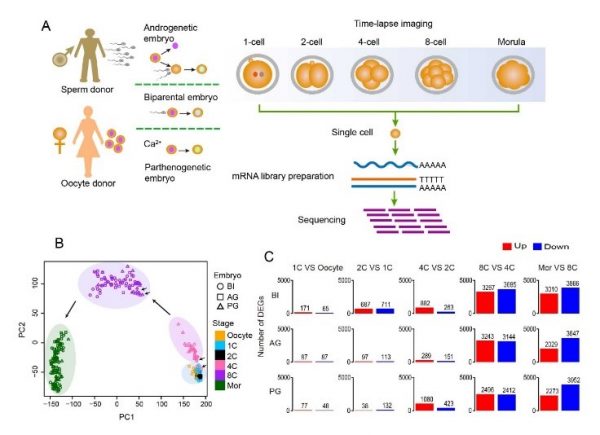2019 1013 創(chuàng)新工程快報(bào) 第61期 系統(tǒng)所蔣太交課題組