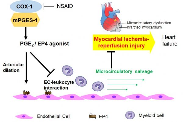 01 快報 第49期 阜外 王淼團隊