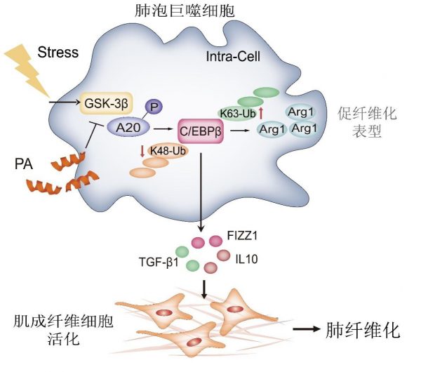 藥物研究所胡卓偉研究團隊