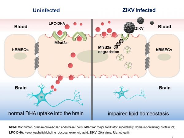 ZIKV感染降解Mfsd2a影響DHA吸收和脂質(zhì)穩(wěn)態(tài)的分子機(jī)制模式圖