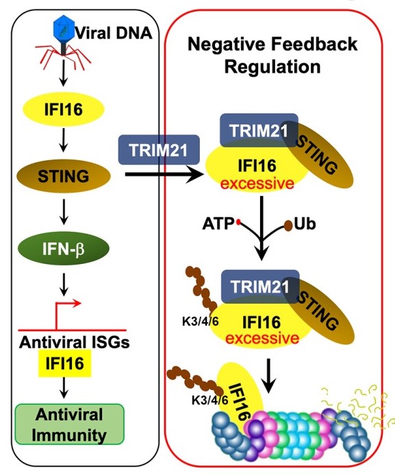 STING負反饋調節IFI16降解 模式圖