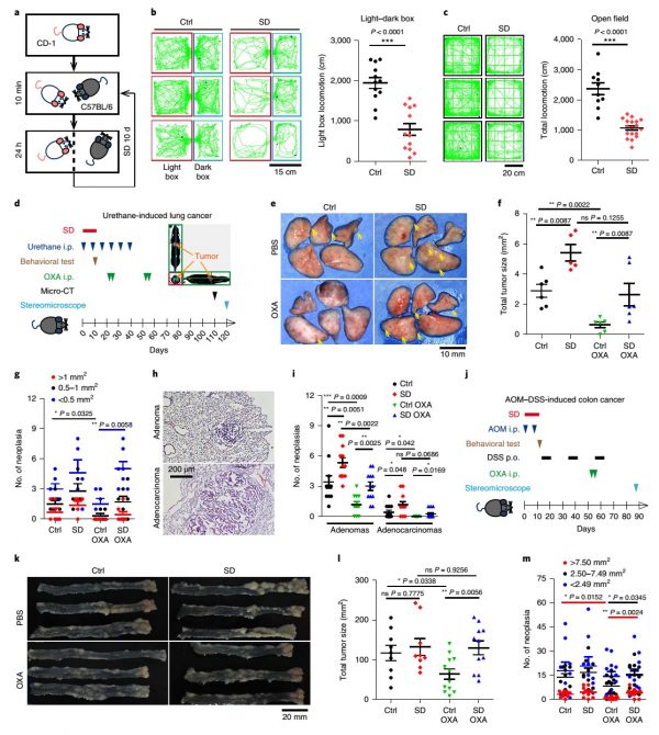 系統所馬瑜婷團隊解析精神應激調控